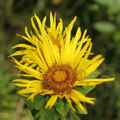 Elecampane * Inula helenium