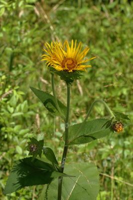 Elecampane * Inula helenium