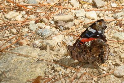 Red Admiral