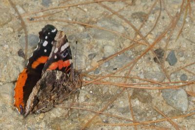 Red Admiral