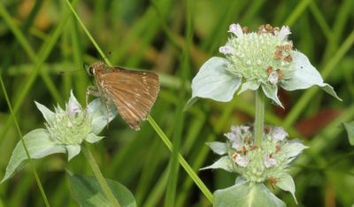 Little Glassywing