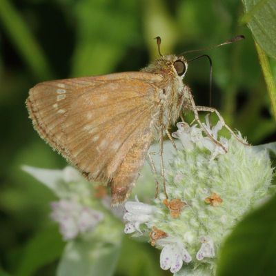 Little Glassywing