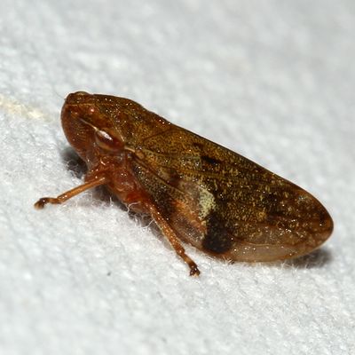 Aphrophoridae : Typical Spittlebugs