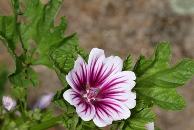 Mallow * Malva sylvestris 
