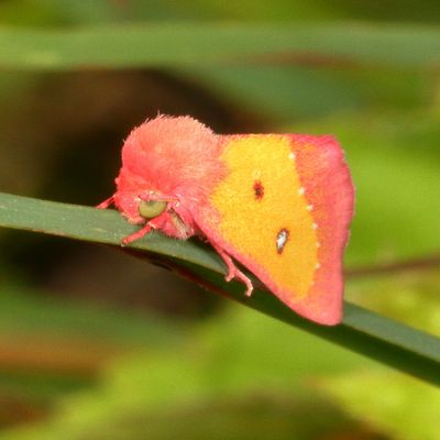 Hodges#11055 * Pink Star Moth * Derrima stellata