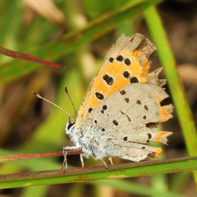 American Copper