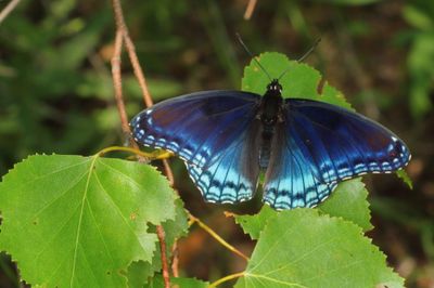 Red-Spotted Purple