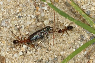 Dead Cicindela punctulata dragged by ants