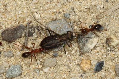 Dead Cicindela punctulata dragged by ants