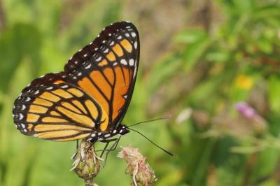 Viceroy