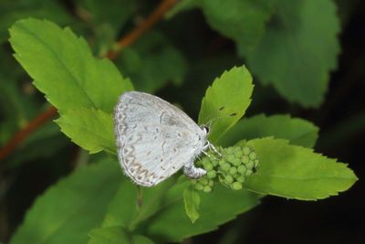 Summer Azure