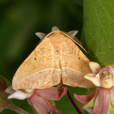 Hodges#6974 * Juniper-twig Geometer ♂ * Patalene olyzonaria