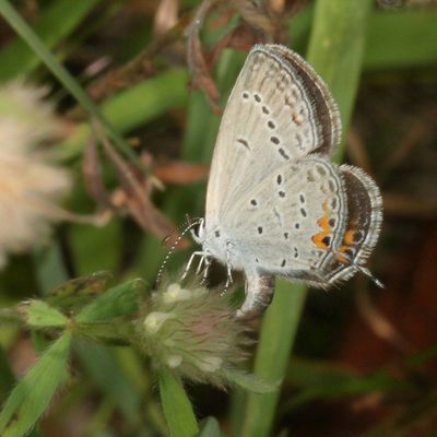 Eastern Tailed-Blue