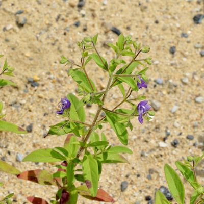 Trichostema dichotomum  * Bastard Pennyroyal