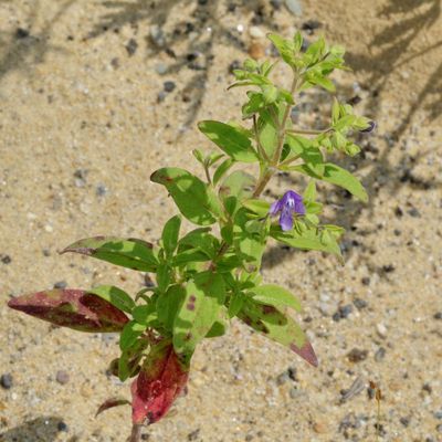 Trichostema dichotomum  * Bastard Pennyroyal