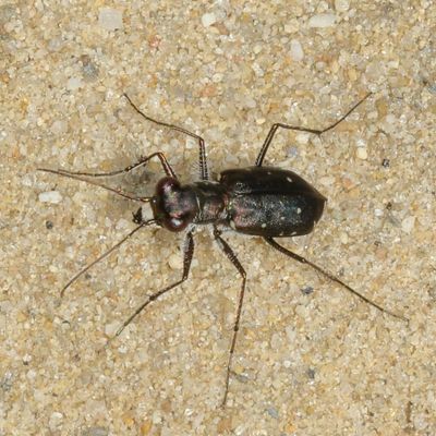 Cicindela punctulata