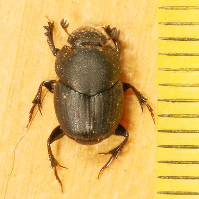 Onthophagus hecate ♀ * Scooped Scarab