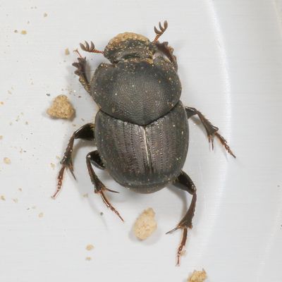 Scarabaeinae : Dung Beetles