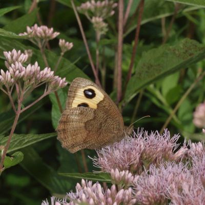 Common Wood-Nymph