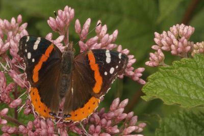 Red Admiral