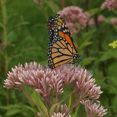 Monarch