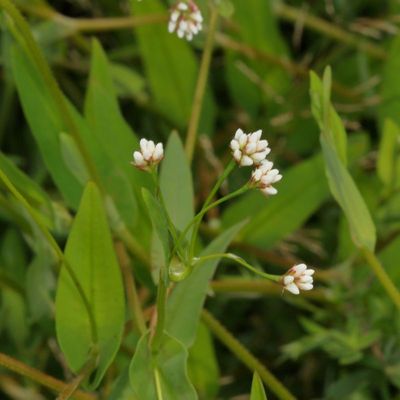 Arrow-leaved Tearthumb * Persicaria sagittata