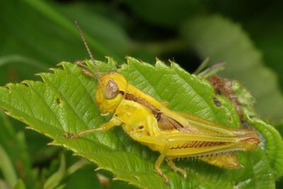 Genus Melanoplus