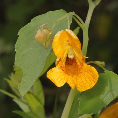Jewelweed * Impatiens capensis 