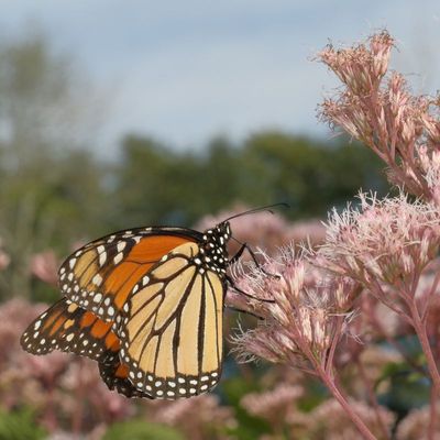 Monarch