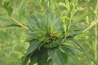 Rhopalomyia solidaginis * Goldenrod Bunch Gall Midge