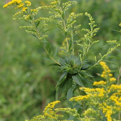 Rhopalomyia solidaginis * Goldenrod Bunch Gall Midge