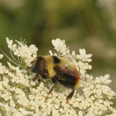 Eristalis flavipes * Orange-legged Drone Fly