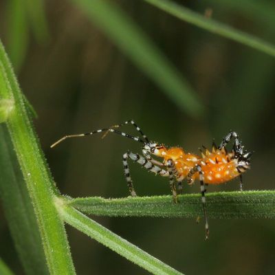 Genus Pselliopus nymph