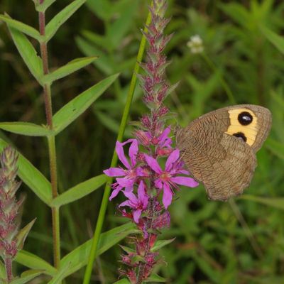 Common Wood-Nymph
