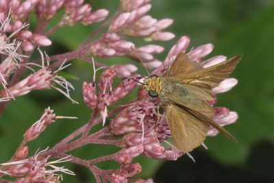 Dun Skipper