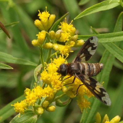 Exoprosopa fascipennis