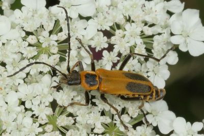 Chauliognathus pensylvanicus * Goldenrod Soldier Beetle