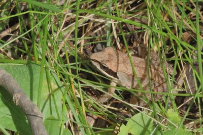 Wood Frog