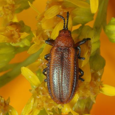 Microrhopala vittata * Goldenrod Leaf Miner