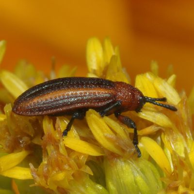 Microrhopala vittata * Goldenrod Leaf Miner