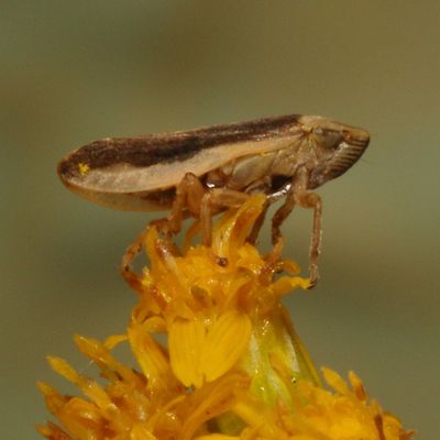 Meadow Spittle Bug - Philaenus spumarius