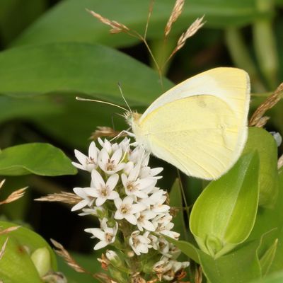 Cabbage White