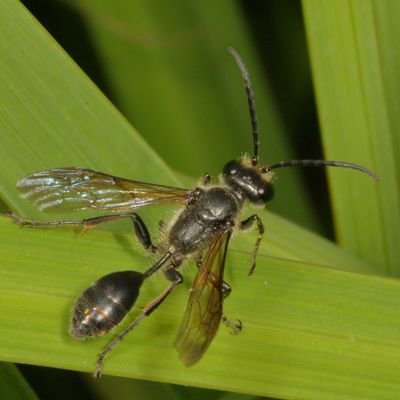 Sphecidae : Thread-waisted Wasps