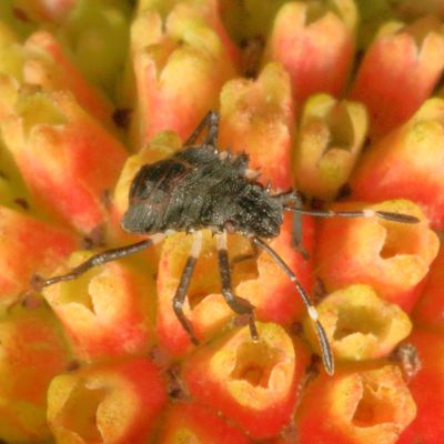 Halyomorpha halys nymph