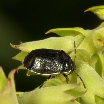 Cydnidae : Burrowing Bugs