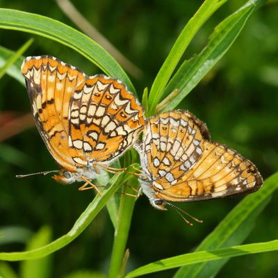 Butterfly Sex