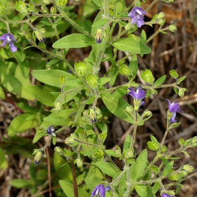 Trichostema dichotomum * Bastard Pennyroyal 