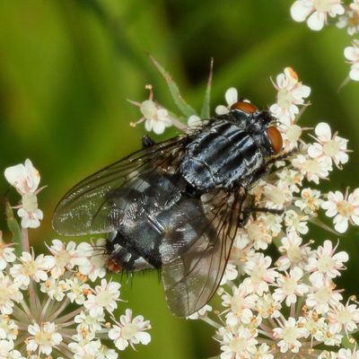 Family Sarcophagidae - Flesh Flies