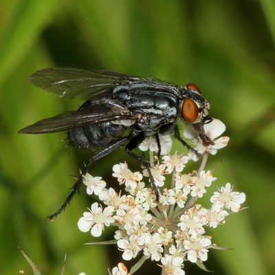 Family Sarcophagidae - Flesh Flies