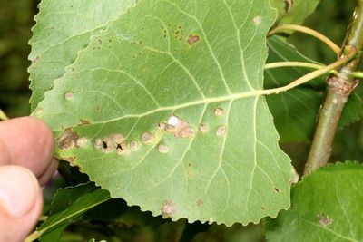 Taphrina populina * Poplar Leaf Curl